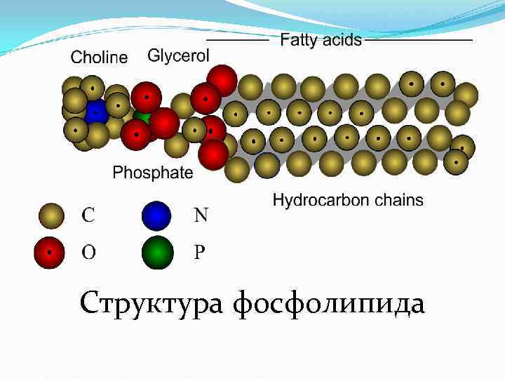 Структура фосфолипида 