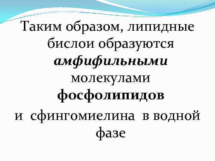  Таким образом, липидные  бислои образуются  амфифильными   молекулами  