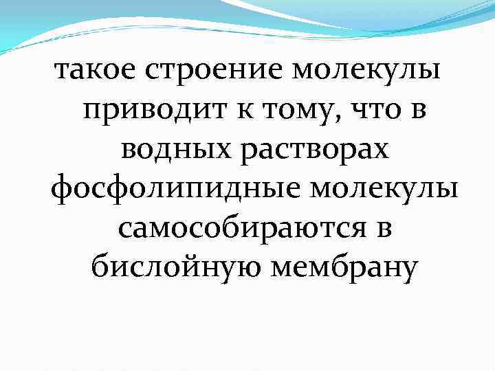 такое строение молекулы  приводит к тому, что в водных растворах фосфолипидные молекулы самособираются