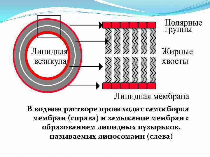 В водном растворе происходит самосборка мембран (справа) и замыкание мембран с образованием липидных пузырьков,