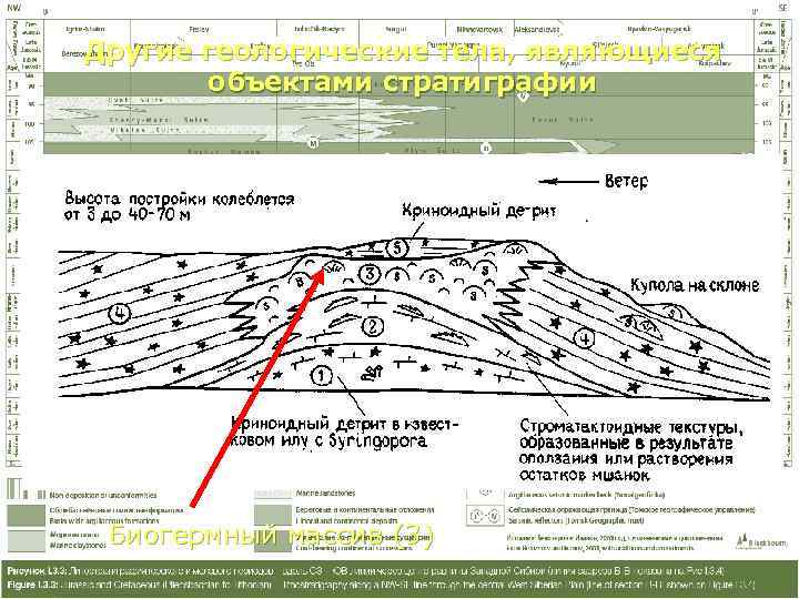 Другие геологические тела, являющиеся  объектами стратиграфии Биогермный массив (3) 