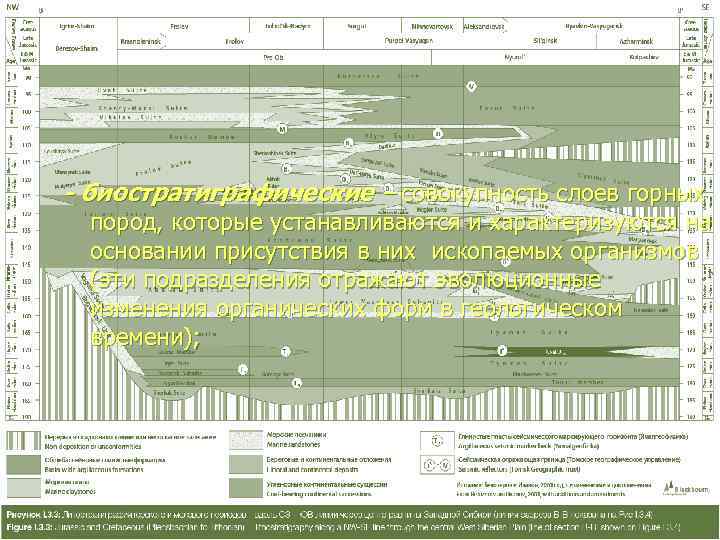 - биостратиграфические – совокупность слоев горных  пород, которые устанавливаются и характеризуются на 