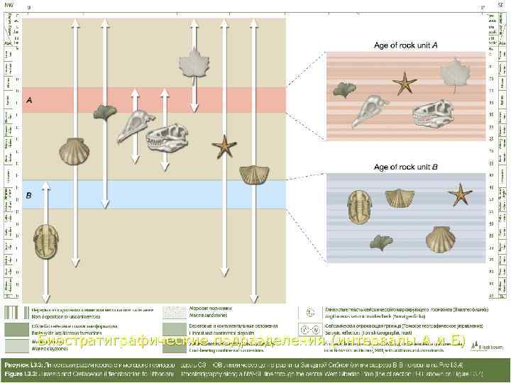 Биостратиграфические подразделения (интервалы А и Б) 