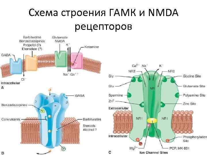 Схема строения ГАМК и NMDA   рецепторов 