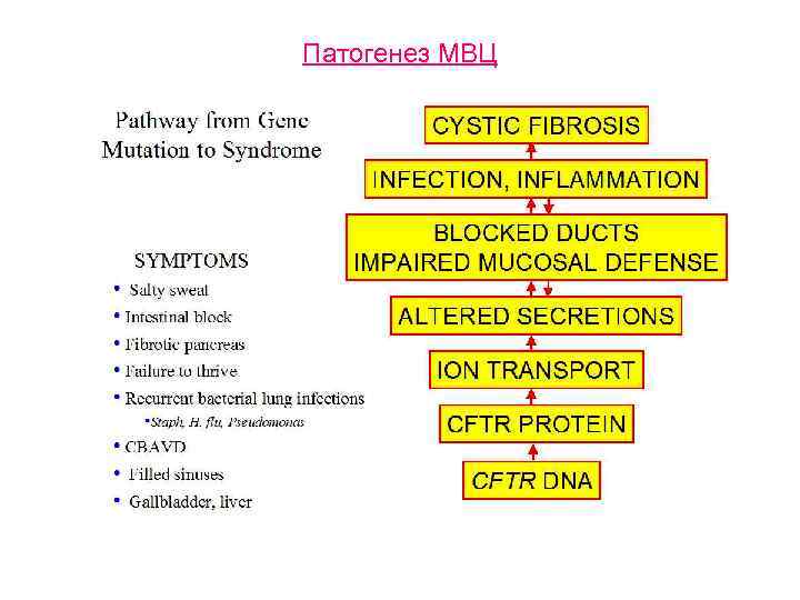 Патогенез МВЦ 