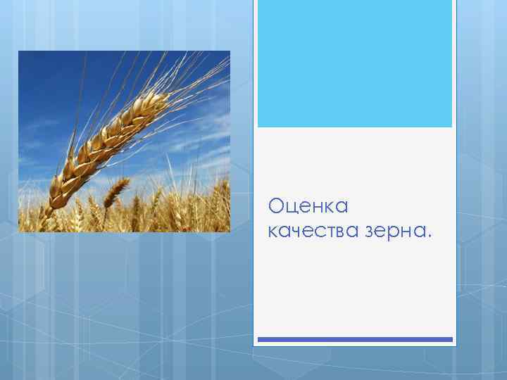 Оценка качества зерна. Оценка качества пшеницы. Оценка качества зерна презентация. Цвет зерна оценка качества.