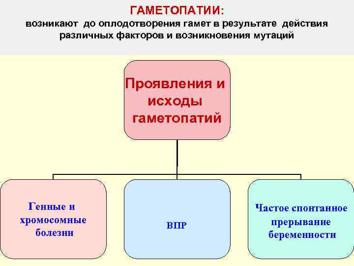    ГАМЕТОПАТИИ: возникают до оплодотворения гамет в результате действия  различных факторов