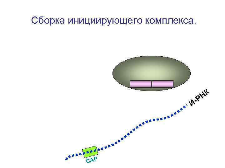 Сборка инициирующего комплекса. Р НК И- Сборка инициирующего комплекса. Р НК И-