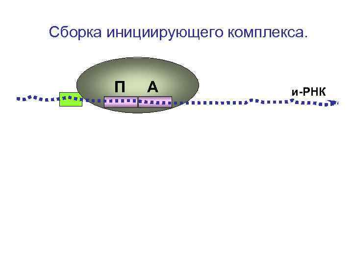 Сборка инициирующего комплекса. П А и-РНК Сборка инициирующего комплекса. П А и-РНК