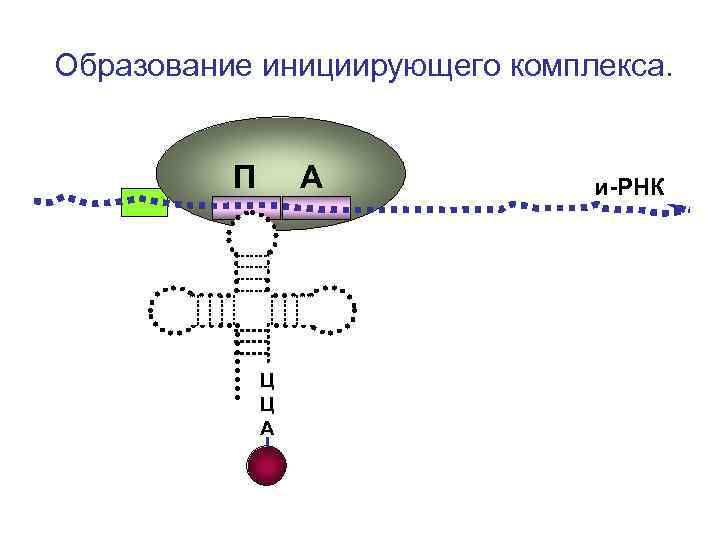 Образование инициирующего комплекса. П А и-РНК Ц Образование инициирующего комплекса. П А и-РНК Ц