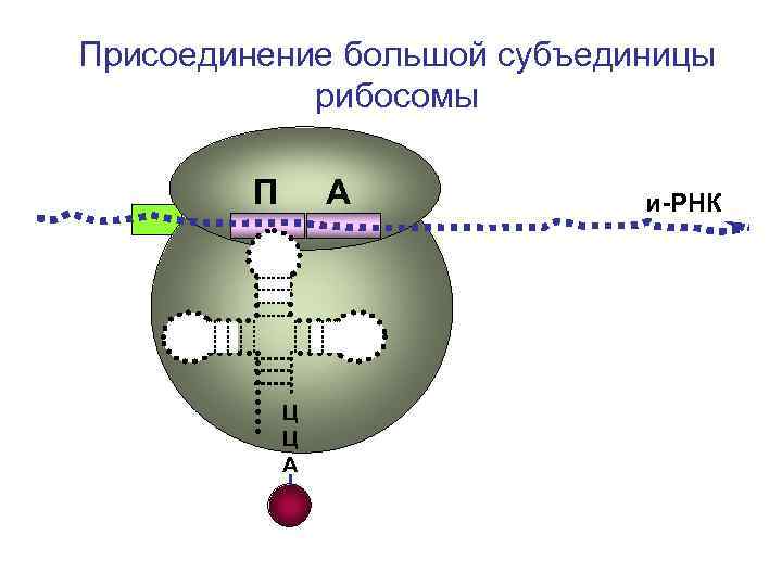 Рибосомы содержат рнк. Субъединицы рибосом. Субъединицы РНК. РНК В большой субъединице рибосом. РНК В малой субъединице рибосом.