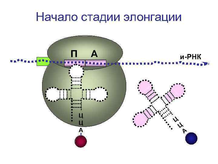 Начало стадии элонгации П А и-РНК Ц Ц Начало стадии элонгации П А и-РНК Ц Ц