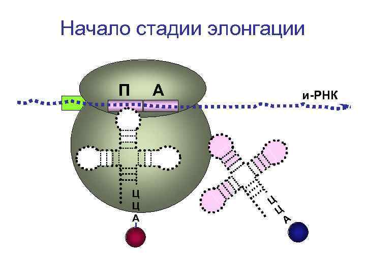 Начало стадии элонгации П А и-РНК Ц Начало стадии элонгации П А и-РНК Ц