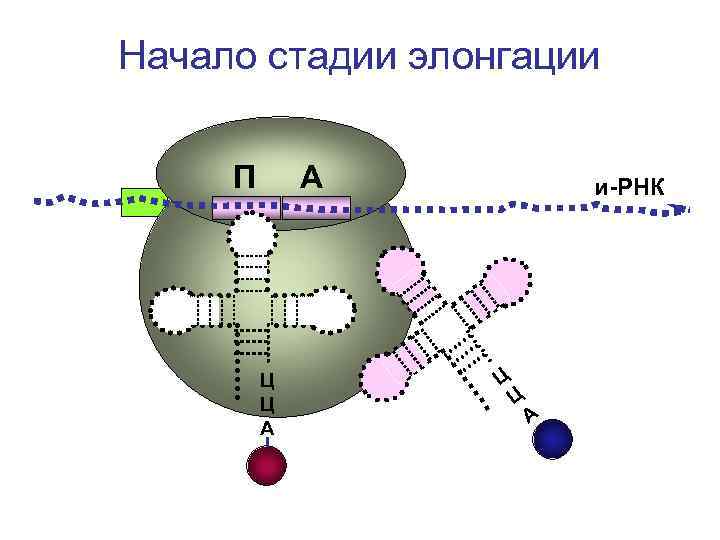 Начало стадии элонгации П А и-РНК Ц Начало стадии элонгации П А и-РНК Ц