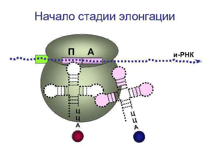 Начало стадии элонгации П А и-РНК Ц Ц Начало стадии элонгации П А и-РНК Ц Ц
