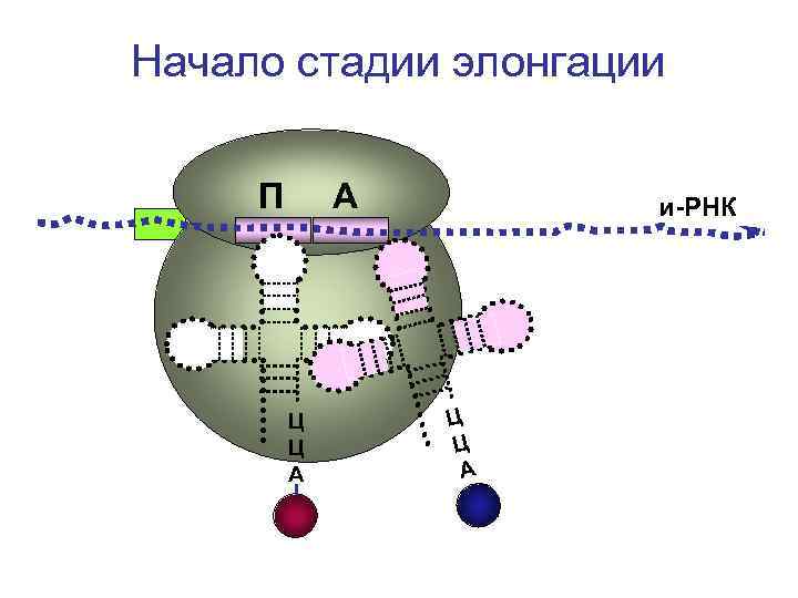 Начало стадии элонгации П А и-РНК Ц Ц Начало стадии элонгации П А и-РНК Ц Ц