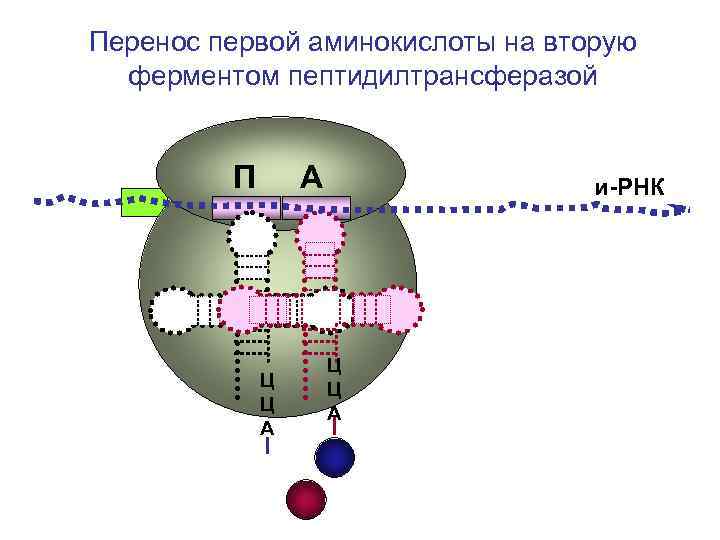 Перенос первой аминокислоты на вторую ферментом пептидилтрансферазой П А Перенос первой аминокислоты на вторую ферментом пептидилтрансферазой П А