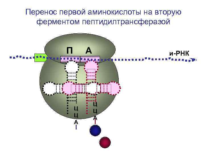 Перенос первой аминокислоты на вторую ферментом пептидилтрансферазой П А Перенос первой аминокислоты на вторую ферментом пептидилтрансферазой П А