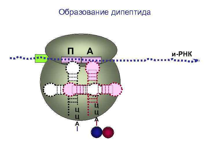 Образование дипептида П А и-РНК Ц Ц А Образование дипептида П А и-РНК Ц Ц А
