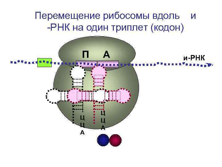 Перемещение рибосомы вдоль и -РНК на один триплет (кодон) П Перемещение рибосомы вдоль и -РНК на один триплет (кодон) П