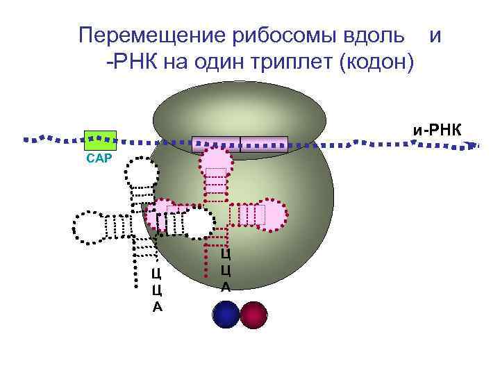 Рибосома по ирнк движется в направлении