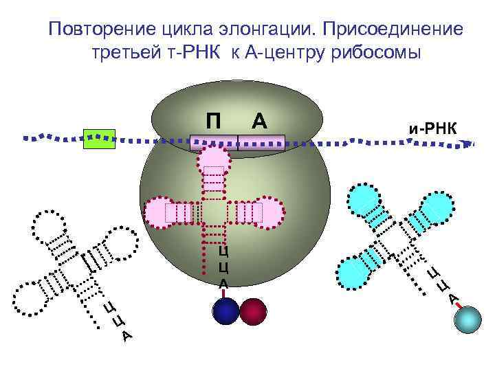 Повторение цикла элонгации. Присоединение третьей т-РНК к А-центру рибосомы П Повторение цикла элонгации. Присоединение третьей т-РНК к А-центру рибосомы П
