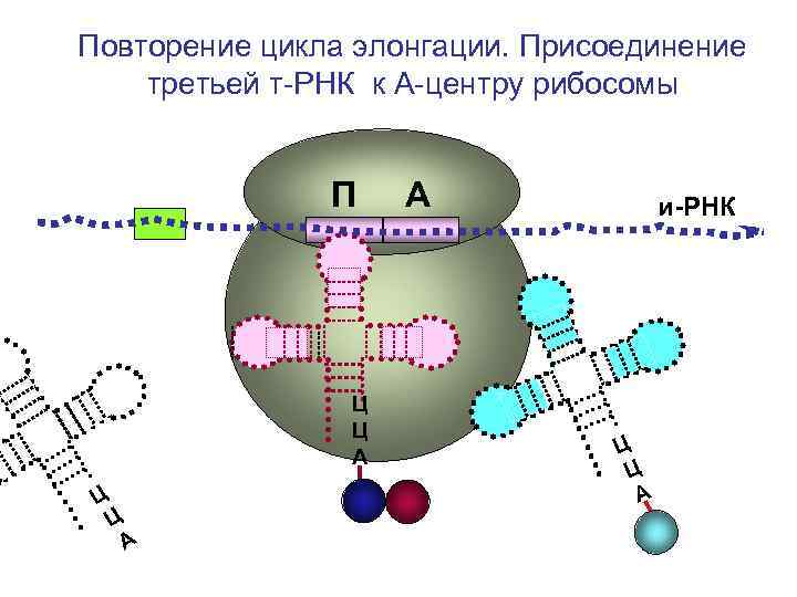 Повторение цикла элонгации. Присоединение третьей т-РНК к А-центру рибосомы П А Повторение цикла элонгации. Присоединение третьей т-РНК к А-центру рибосомы П А