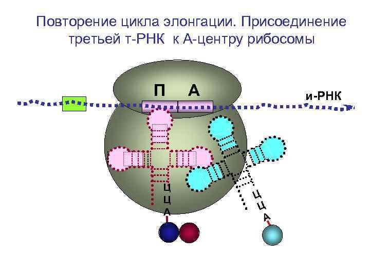 Ирнк впр биология. Рибосома ТРНК ИРНК. Т РНК В рибосоме. Цикл элонгации трансляции. Центры рибосомы.