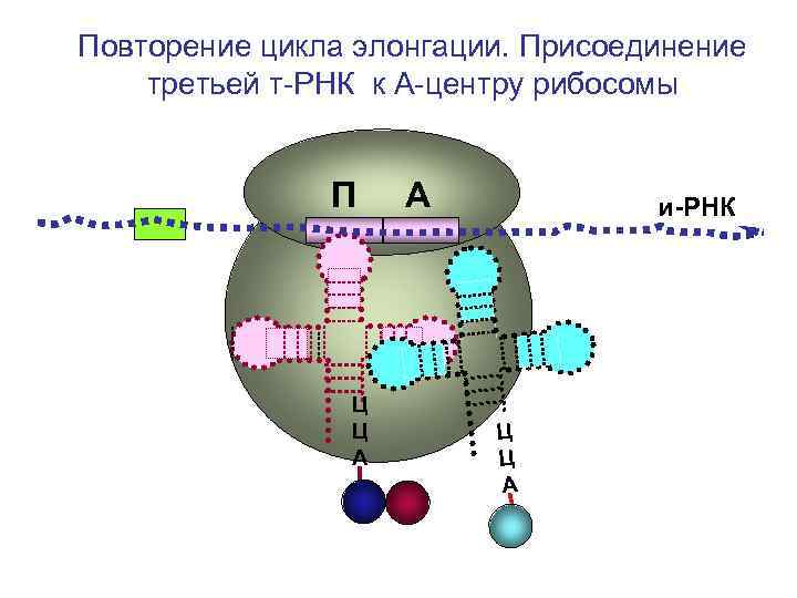 Повторение цикла элонгации. Присоединение третьей т-РНК к А-центру рибосомы П А Повторение цикла элонгации. Присоединение третьей т-РНК к А-центру рибосомы П А