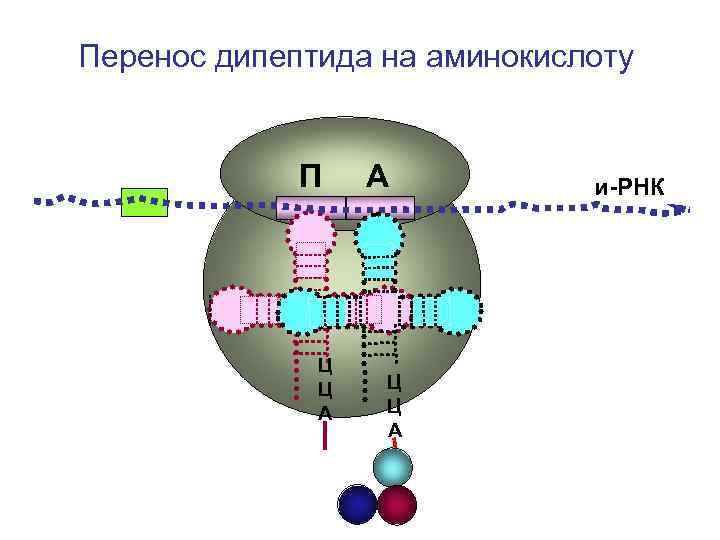 Перенос дипептида на аминокислоту П А и-РНК Перенос дипептида на аминокислоту П А и-РНК