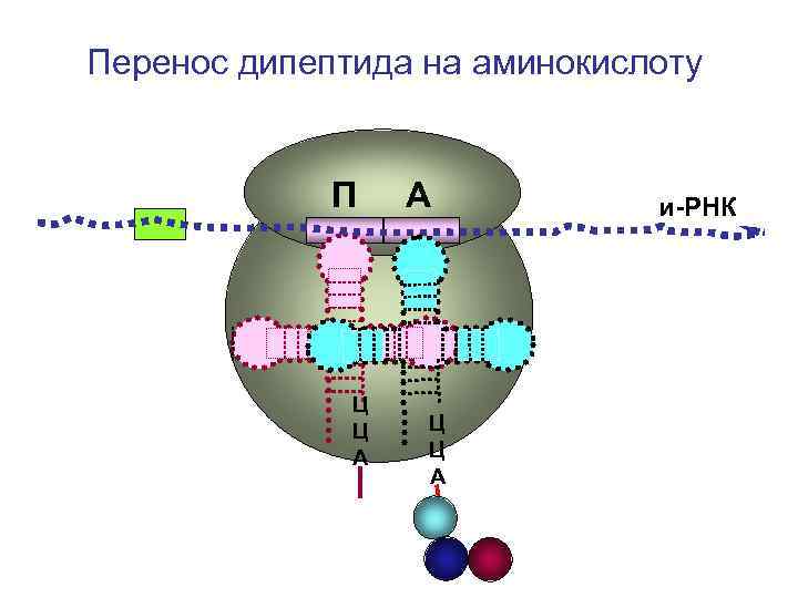 Перенос дипептида на аминокислоту П А и-РНК Перенос дипептида на аминокислоту П А и-РНК