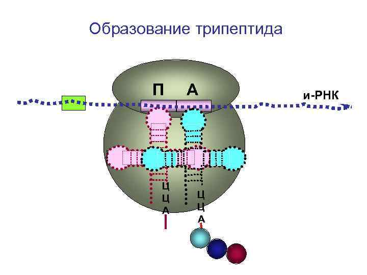 Образование трипептида П А и-РНК Ц Ц Образование трипептида П А и-РНК Ц Ц
