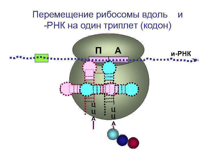 Рибосома с фрагментом ирнк. Движение рибосомы по РНК. Перемещение рибосомы. Перемещение рибосомы на один триплет. Движение рибосомы по ИРНК.