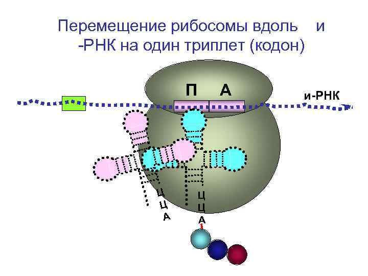 Молекула рибосомы