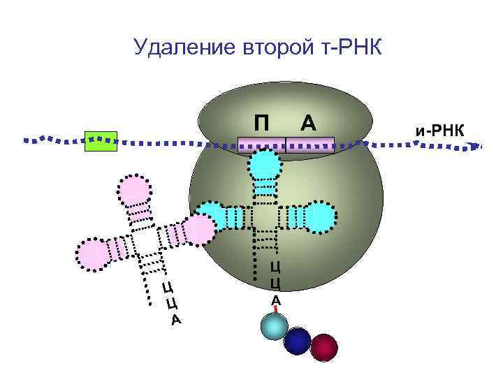 Удаление второй т-РНК П А и-РНК Ц Удаление второй т-РНК П А и-РНК Ц