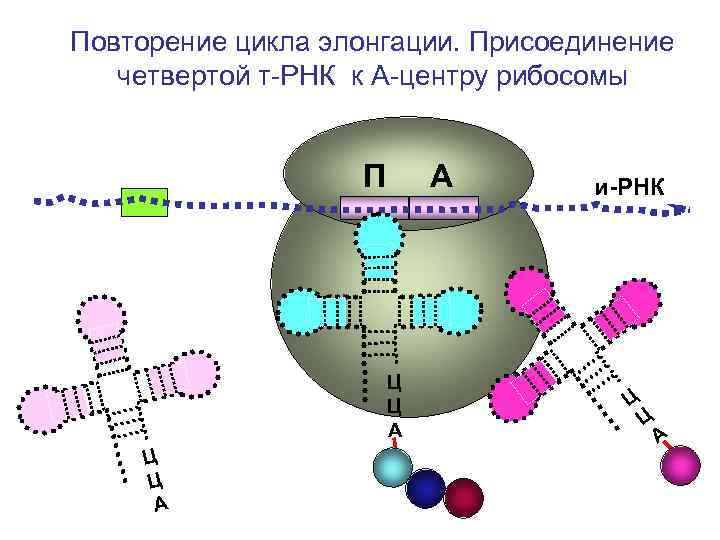 Схема строения рибосомы биохимия