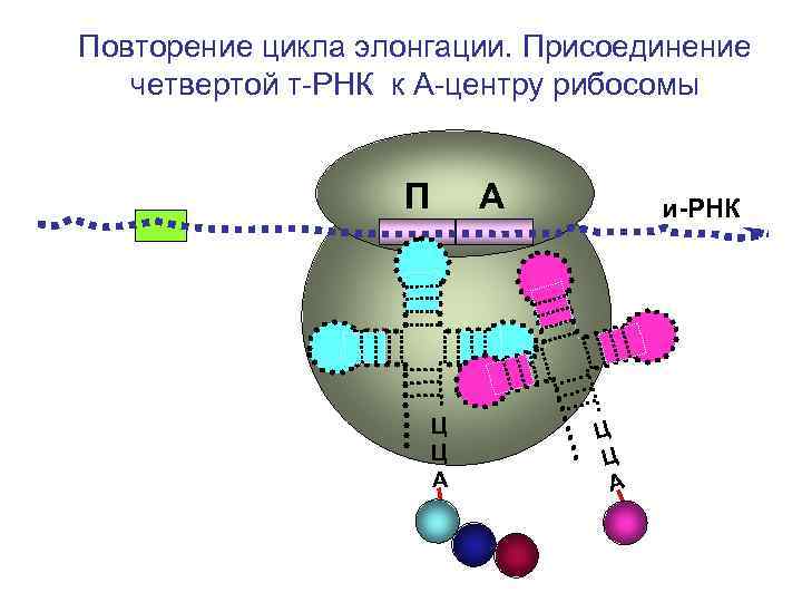 Повторение цикла элонгации. Присоединение четвертой т-РНК к А-центру рибосомы Повторение цикла элонгации. Присоединение четвертой т-РНК к А-центру рибосомы