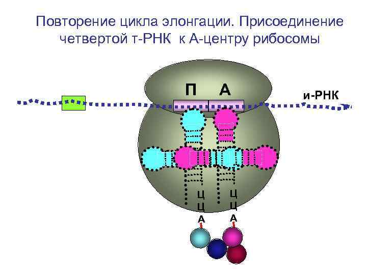 Повторение цикла элонгации. Присоединение четвертой т-РНК к А-центру рибосомы Повторение цикла элонгации. Присоединение четвертой т-РНК к А-центру рибосомы