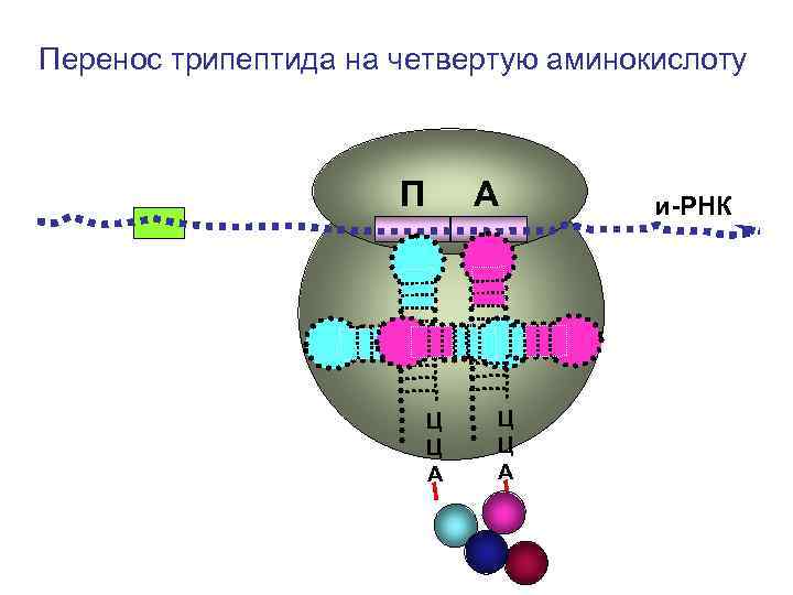 Перенос трипептида на четвертую аминокислоту П А и-РНК Перенос трипептида на четвертую аминокислоту П А и-РНК