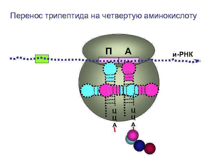 Перенос трипептида на четвертую аминокислоту П А и-РНК Перенос трипептида на четвертую аминокислоту П А и-РНК