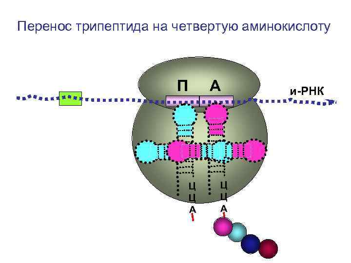 Перенос трипептида на четвертую аминокислоту П А и-РНК Перенос трипептида на четвертую аминокислоту П А и-РНК