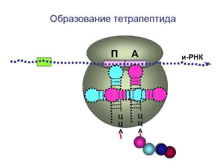 Образование тетрапептида П А и-РНК Ц Образование тетрапептида П А и-РНК Ц