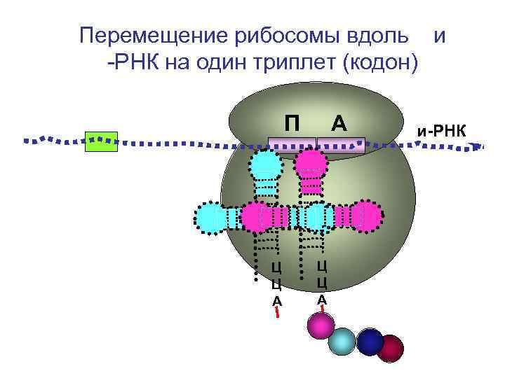 Схема строения рибосомы биохимия