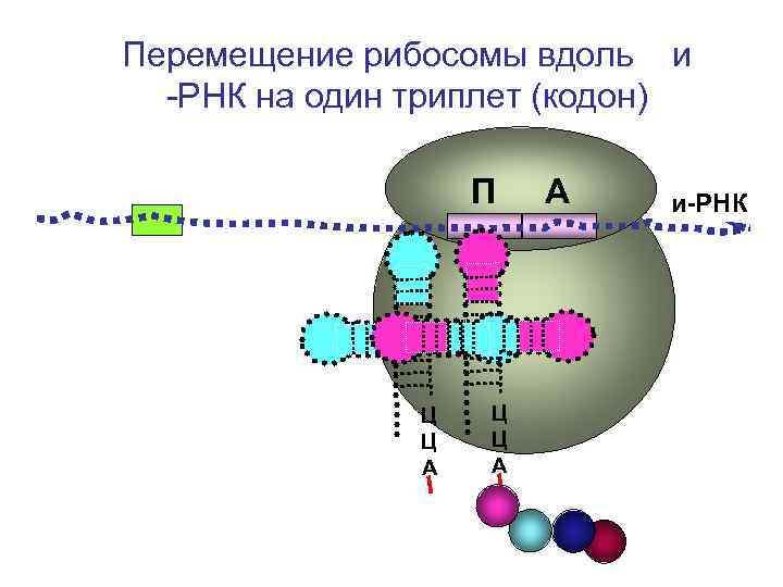 Синтез рибосом