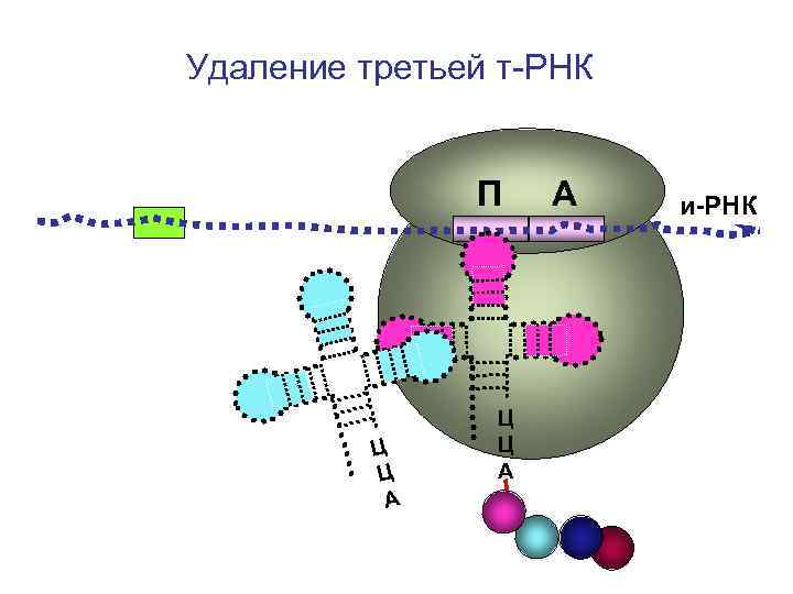 Удаление третьей т-РНК П А и-РНК Удаление третьей т-РНК П А и-РНК