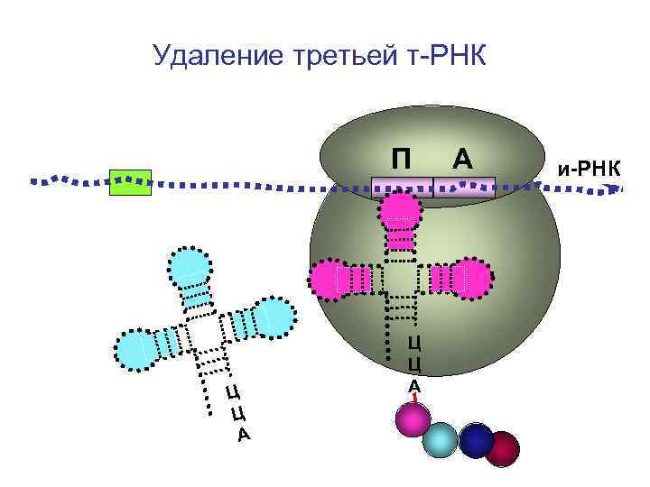 Удаление третьей т-РНК П А и-РНК Удаление третьей т-РНК П А и-РНК