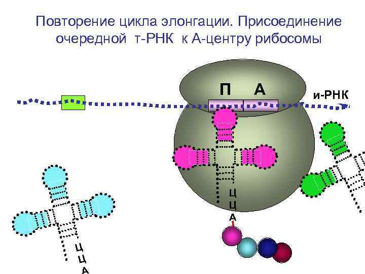 Трансляция т рнк. Элонгационный цикл рибосомы. ТРНК. Т РНК В рибосоме. Элонгация трансляции.