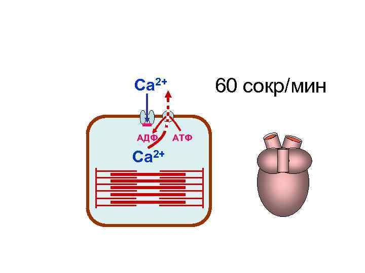 Са 2+ 60 сокр/мин АДФ АТФ Са 2+ Са 2+ 60 сокр/мин АДФ АТФ Са 2+
