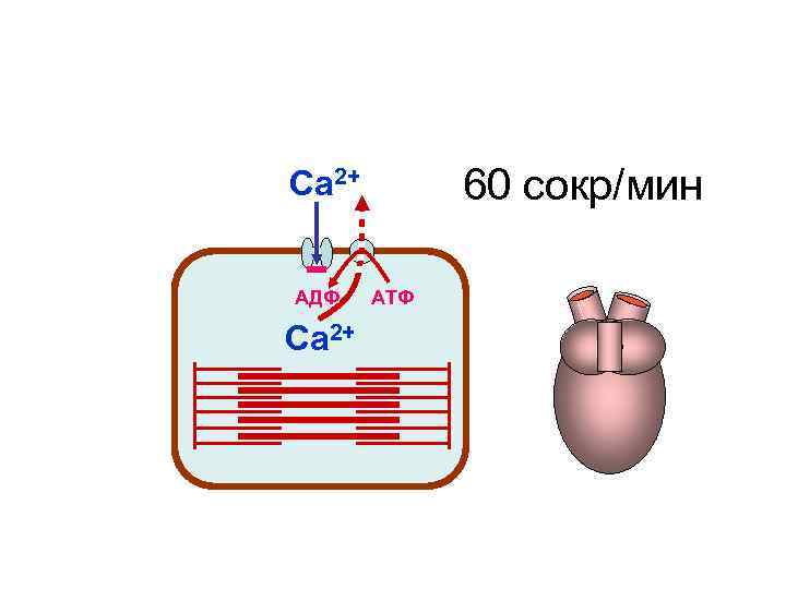 Са 2+ 60 сокр/мин АДФ АТФ Са 2+ Са 2+ 60 сокр/мин АДФ АТФ Са 2+