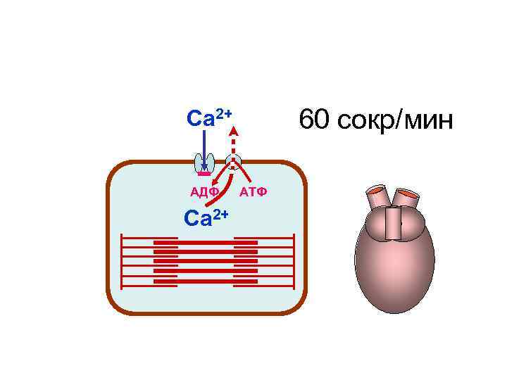Са 2+ 60 сокр/мин АДФ АТФ Са 2+ Са 2+ 60 сокр/мин АДФ АТФ Са 2+